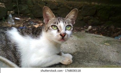 Kucing Kampung Images, Stock Photos u0026 Vectors  Shutterstock