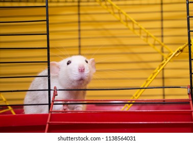 dumbo rat cage