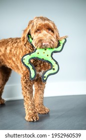 Cute Labradoodle Dog With Toy In Mouth, Looking At Camera. Large Orange Female Adult Dog. Playful Dog Expression, Ready To Play Or Begging To Play With Human Owner. Selective Focus.