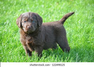 Cute Labradoodle Puppy