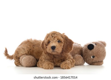 Cute Labradoodle Puppy Isolated On White