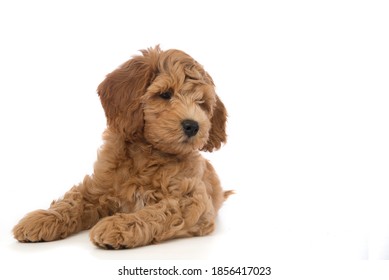 Cute Labradoodle Puppy Isolated On White