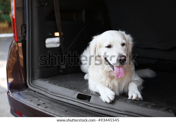 Cute Labrador dog in\
car