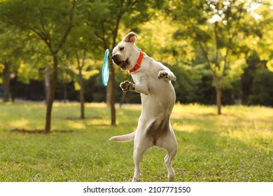 Cute Labrador dog catching frisbee disc in park