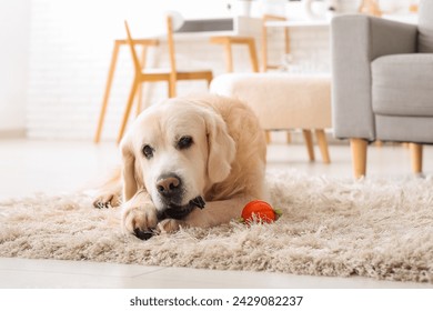 Cute Labrador dog chewing toy on fluffy carpet at home - Powered by Shutterstock