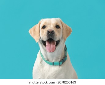 Cute Labrador dog with collar on blue background - Shutterstock ID 2078250163