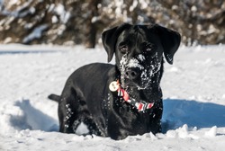 Cute Labrador Dog Having Fun In The Snow