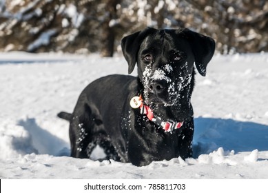 Cute labrador dog having fun in the snow