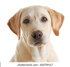 Labrador Head Images, Stock Photos 