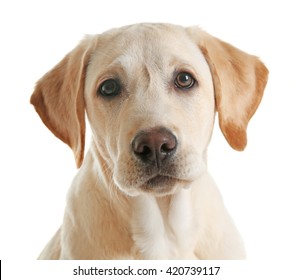 Cute Labrador Dog Isolated On White