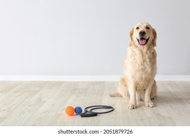 Cute Labrador Dog With Lead And Toys Indoors