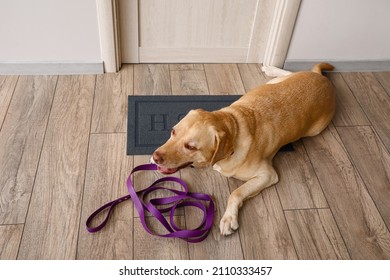 Cute Labrador Dog With Leash Waiting For Walk Near Door At Home