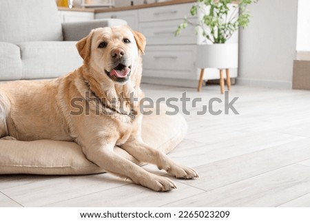 Cute Labrador dog lying in kitchen. Easter celebration