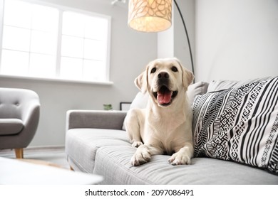 Cute Labrador dog lying on sofa in light living room - Powered by Shutterstock