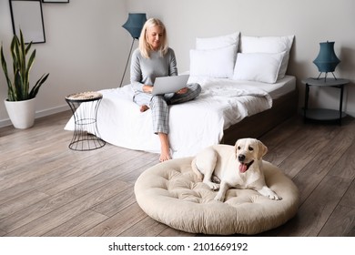 Cute Labrador Dog Lying On Pet Bed At Home