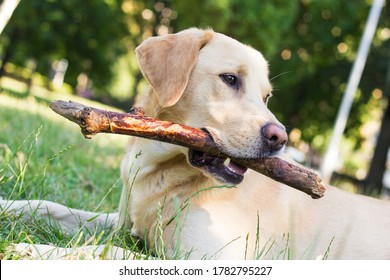 Cute labrador dog playing with a stick