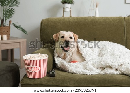 Cute Labrador dog with popcorn bucket and TV remote lying on sofa in living room
