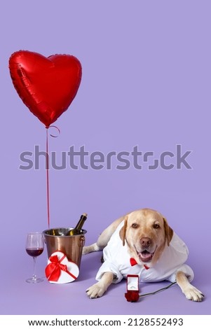 Cute Labrador dog in shirt with balloon, gift and bottle of wine lying on red background. Valentine's Day celebration