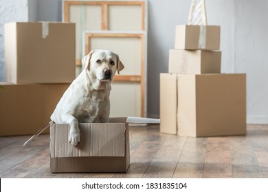 Cute Labrador Dog Sitting In Cardboard Box In New House, Moving Concept