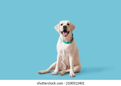 Cute Labrador dog sitting on blue background