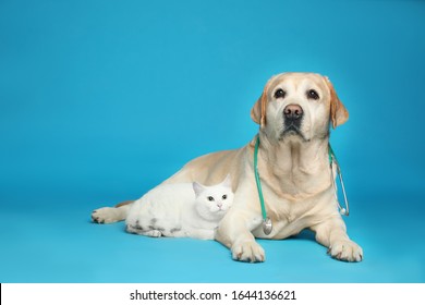 Cute Labrador Dog With Stethoscope As Veterinarian And Cat On Light Blue Background