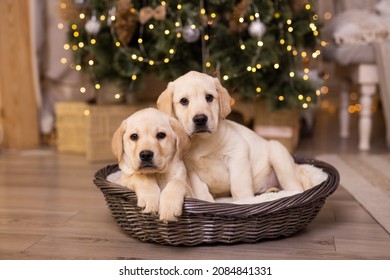 Cute Labrador Puppy In Christmas Decoration