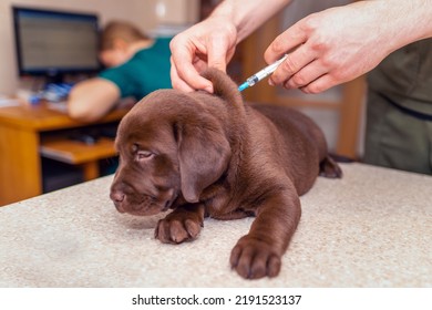 Cute labrador puppy dog getting a vaccine at the veterinary doctor.Dog lying on the examination table at a clinic. - Shutterstock ID 2191523137