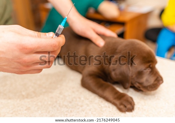 Cute labrador\
puppy dog getting a vaccine at the veterinary doctor.Dog lying on\
the examination table at a\
clinic.