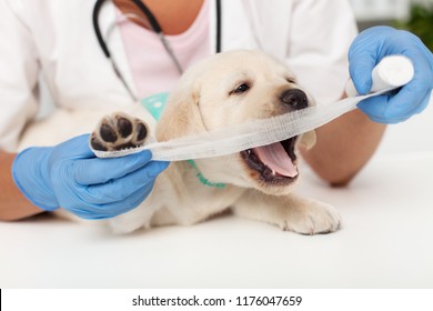 Cute Labrador Puppy Dog Giving A Hard Time To The Healthcare Professional Bandaging Its Leg - Playing With The Gauze Strip, Shallow Depth