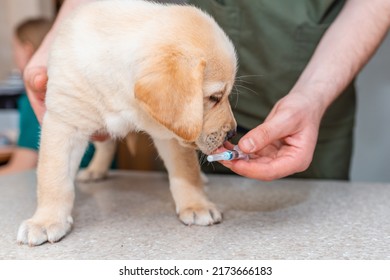 Cute Labrador Puppy Dog Sniff A Vaccine At The Veterinary Doctor.Dog Standig On The Examination Table At A Clinic.