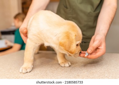 Cute Labrador Puppy Dog Sniff A Vaccine At The Veterinary Doctor.Dog Standig On The Examination Table At A Clinic.