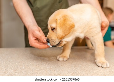 Cute Labrador Puppy Dog Sniff A Vaccine At The Veterinary Doctor.Dog Standig On The Examination Table At A Clinic.