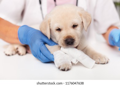 Cute Labrador Puppy Dog At The Veterinary Doctor - Having Its Leg Bandaged, Chewing On The Gauze Strip Roll, Shallow Depth