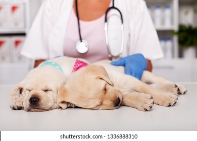 Cute labrador puppy dogs asleep on examination table at the veterinary doctor office - closeup, with the healthcare professional gently touching them