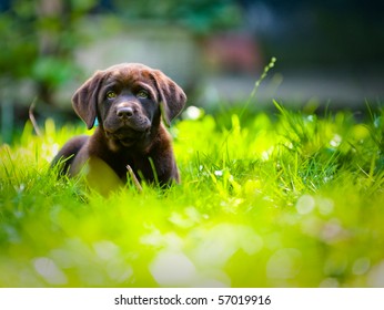 Cute Labrador Puppy In Green Grass On A Summer Day