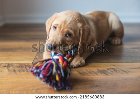 A cute labrador puppy lies on the floor at home and plays with a colorful rope toy. New family member. Animal care and care concept