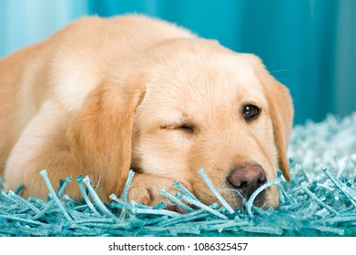 犬 ウインク の画像 写真素材 ベクター画像 Shutterstock