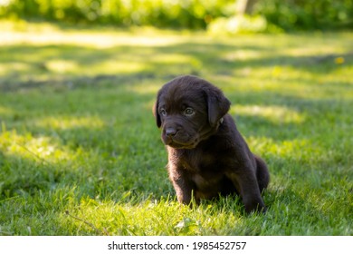 Cute Labrador Puppy On Green Grass Stock Photo 1985452757 | Shutterstock