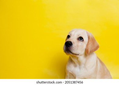 cute Labrador puppy on a yellow background wink. A place for text. Pet. Dog. High quality photo