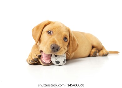 Cute Labrador Puppy Playing With A Toy On White Backdrop