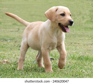 Cute Labrador Puppy Running On The Green Grass