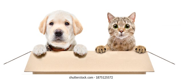 Cute Labrador Puppy And Scottish Straight Cat Sitting Together In Cardboard Box Isolated On White Background