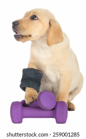 Cute Labrador puppy with weights and arm band isolated on white background.