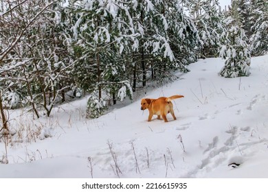 Cute Labrador Retriever Dog In Coniferous Forest At Winter