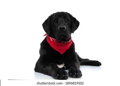 cute labrador retriever dog looking at camera, lying down and wearing a red bandana on white background
