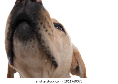 Cute Labrador Retriever Dog Sniffing The Camera In A Close Up View Against White Background