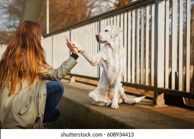 Cute Labrador Retriever Dog An Woman Give Each Other A High Five Handshake