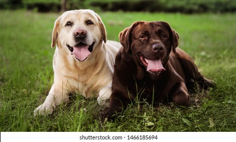 Cute Labrador Retriever dogs on green grass in summer park