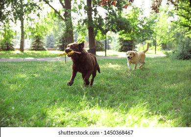 Cute Labrador Retriever dogs playing in green park