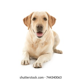 Cute Labrador Retriever On White Background